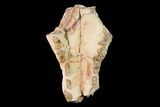 Rare, Fossil Bear Dog (Daphoenus) Partial Skull #143962-2